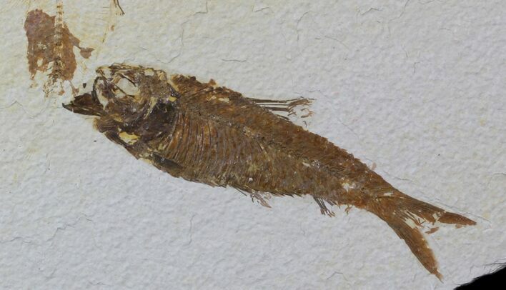 Knightia Fossil Fish - Wyoming #59237